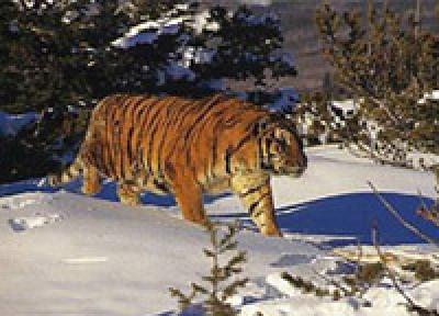 На трассе Раздольное-Хасан в Приморье найден раненый тигр