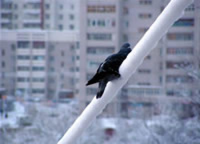 Зимними пейзажами можно полюбоваться уже в России Зимними пейзажами можно полюбоваться уже в России