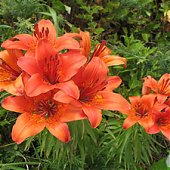 Эксклюзивная информация: Каким будет лето в Приморье?