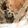 В Китае впервые за 22 года зоологи заметили «волшебного кролика»