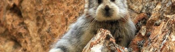 В Китае впервые за 22 года зоологи заметили «волшебного кролика»