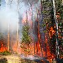 В Амурской области зафиксированы лесные пожары на площади более 200 тыс. га