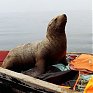 Морской котик влез в лодку и катался с рыбаками 8 часов подряд
