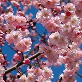 В Японии расцвела сакура (ФОТО)