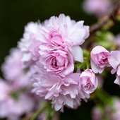 В Японии расцвела сакура (ФОТО)