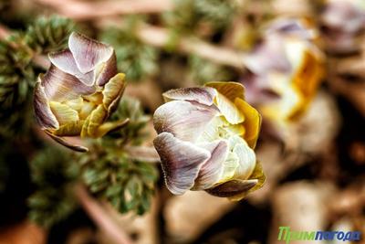 От зимы к лету: завтра в Приморье потеплеет до +23 °C