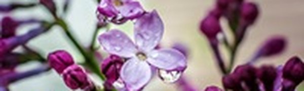 В Приморье прошли дожди, местами с грозами