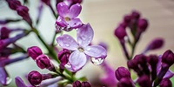 В Приморье прошли дожди, местами с грозами