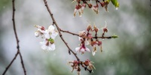 Вторая декада мая в Приморье выдалась теплой и дождливой