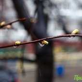 Третьи сутки в Приморье сохраняется ненастная погода