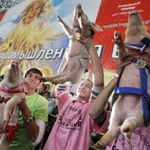 Поросячая олимпиада собрала лучших «спортсменов»(ФОТО)