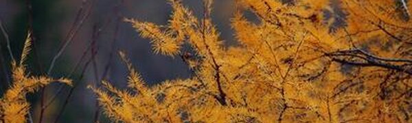 Синоптики озвучили прогноз погоды на первую неделю ноября в Приморье