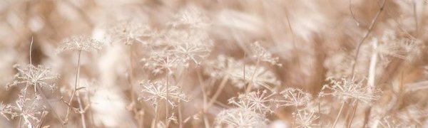 Приморцев ждёт переменчивая погода в течение всей недели