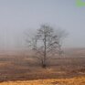 Во Владивостоке в пятницу облачно, ветрено и туман