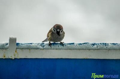 Снег на севере Приморья. Синоптики опубликовали прогноз на последние выходные ноября