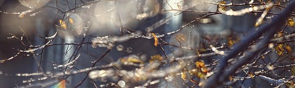 Вместо рождественских морозов в Приморье пришла оттепель