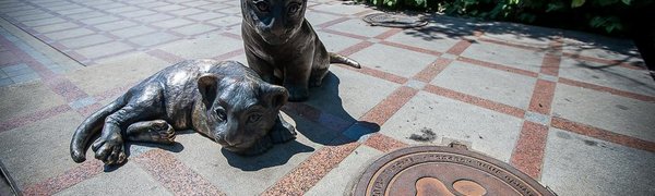Во Владивостоке пройдёт детский праздник «День рождения тигрят»