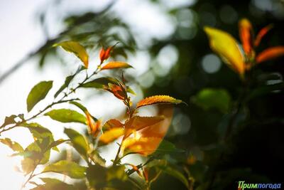 Осенняя прохлада почувствуется в Приморье на следующей неделе