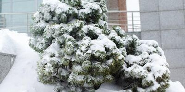 В среду во Владивостоке похолодает до -12°C 