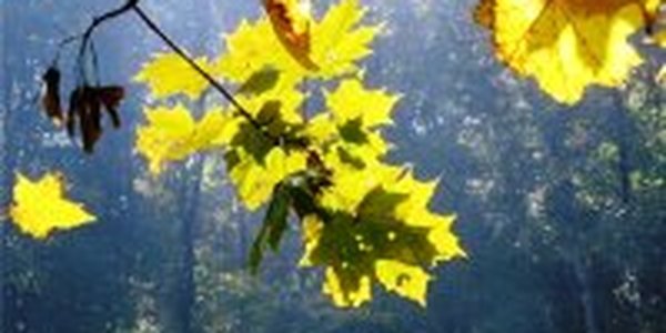 В Приморье продолжается бабье лето