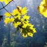 В Приморье продолжается бабье лето