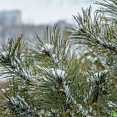 Две декадные нормы снега выпали во Владивостоке 8 февраля