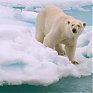 Северный полюс Земли начал рекордно быстро смещаться