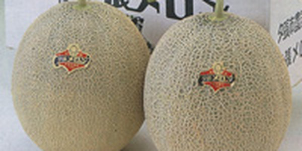 В Японии пару дынь продали за 16 тысяч долларов