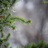 Первый дождь в году