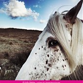Победители конкурса фотографии iPhone Photography Awards 2013