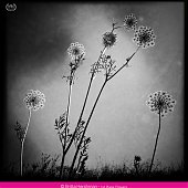 Победители конкурса фотографии iPhone Photography Awards 2013