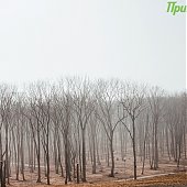 1 апреля на побережье Приморья будет ветрено и прохладно