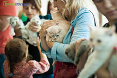Кошачий понедельник