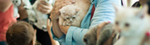 Кошачий понедельник