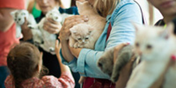 Кошачий понедельник