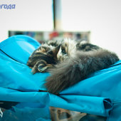 Кошачий понедельник