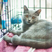 Кошачий понедельник