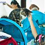 Кошачий понедельник