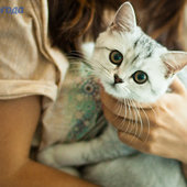 Кошачий понедельник