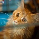 Кошачий понедельник