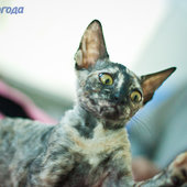 Кошачий понедельник