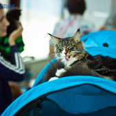 Кошачий понедельник