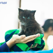 Кошачий понедельник