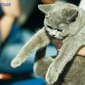 Кошачий понедельник