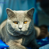 Кошачий понедельник