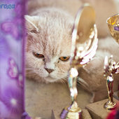 Кошачий понедельник