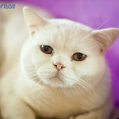 Кошачий понедельник