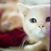 Кошачий понедельник