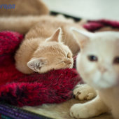 Кошачий понедельник
