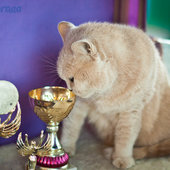 Кошачий понедельник